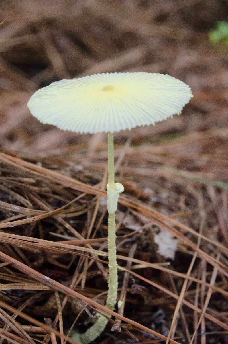 Leucocoprinus fragilissimus image