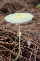 Image of Leucocoprinus fragilissimus