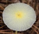 Leucocoprinus fragilissimus image