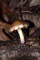 Pholiota polychroa image