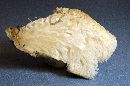 Hericium americanum image