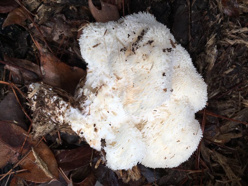 Hericium americanum image