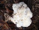 Image of Hericium americanum