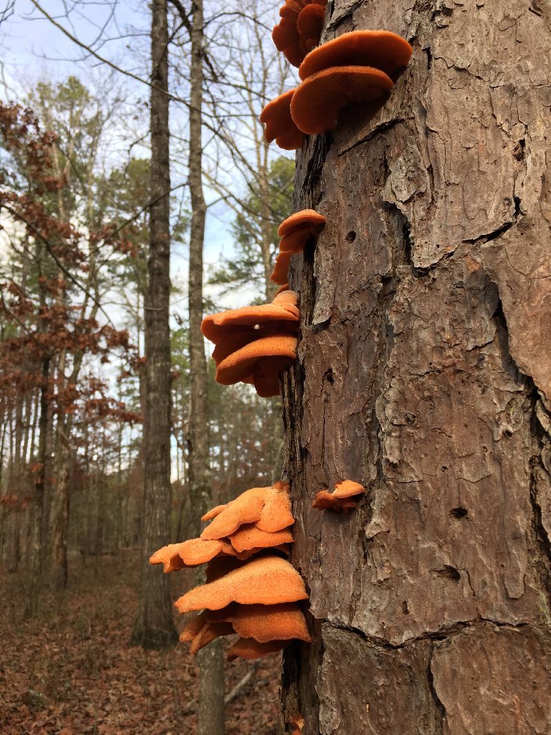 Phyllotopsis nidulans image