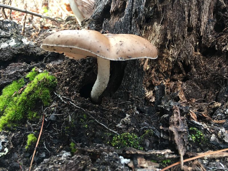 Pluteus cervinus image