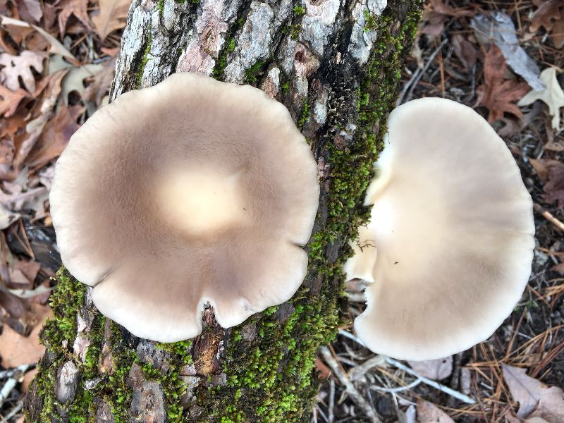 Pleurotus ostreatus image