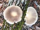 Pleurotus ostreatus image