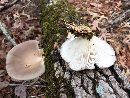 Pleurotus ostreatus image