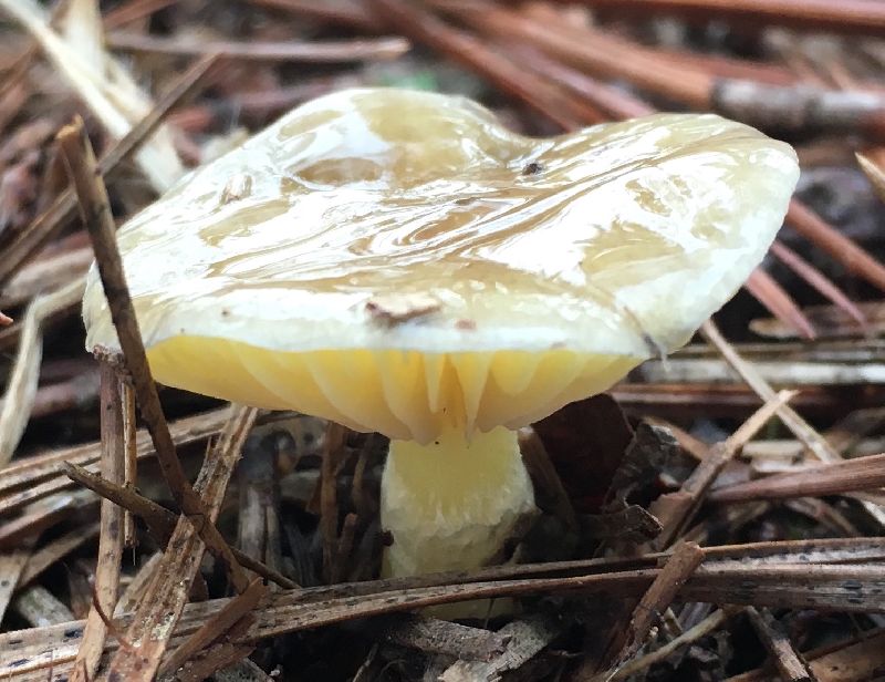 Hygrophorus hypothejus image