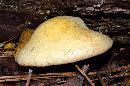Image of Paxillus panuoides
