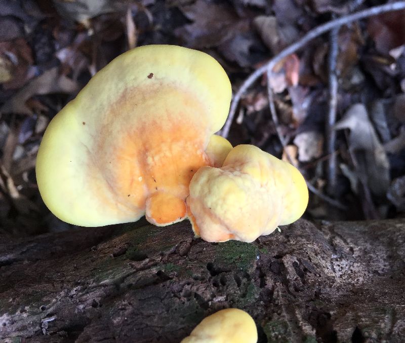 Laetiporus sulphureus image