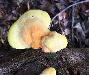 Image of Laetiporus sulphureus