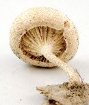 Lentinus tigrinus image