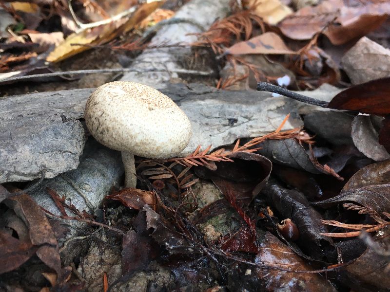 Lentinus tigrinus image