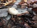 Lentinus tigrinus image