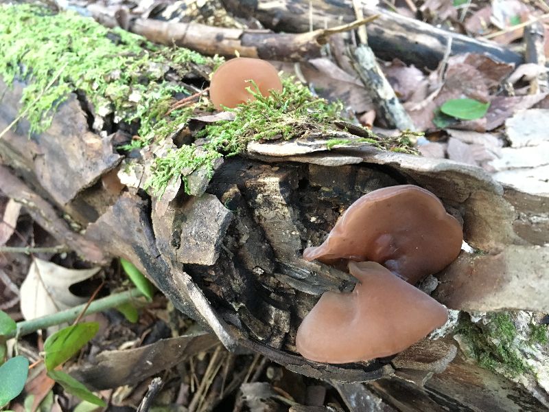 Auricularia image