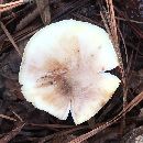 Amanita citrina f. lavendula image