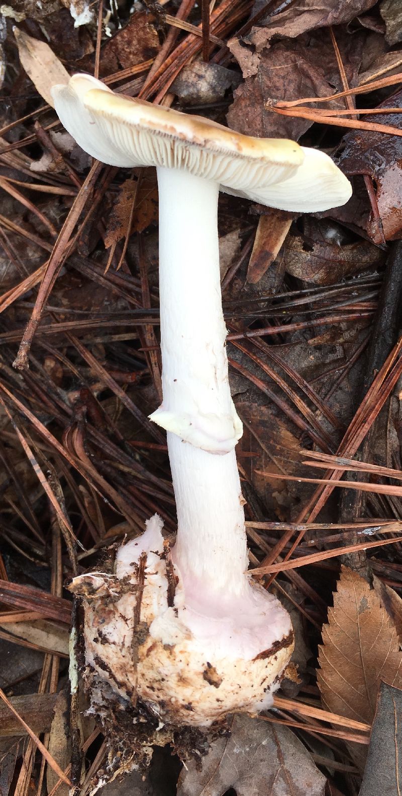 Amanita citrina f. lavendula image