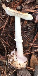 Amanita citrina f. lavendula image