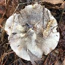 Image of Tricholoma portentosum