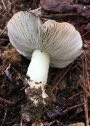 Tricholoma portentosum image