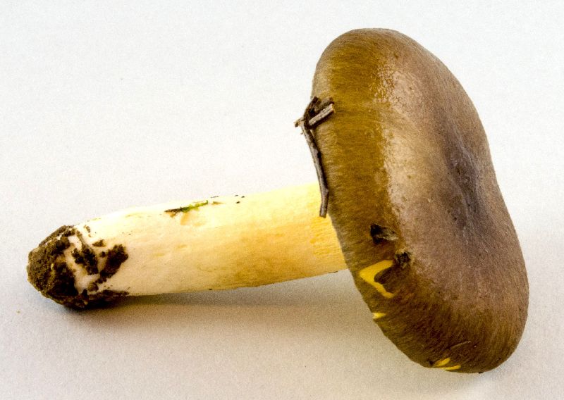 Hygrophoraceae image