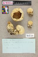 Agaricus arvensis image