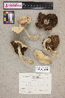 Agaricus placomyces image