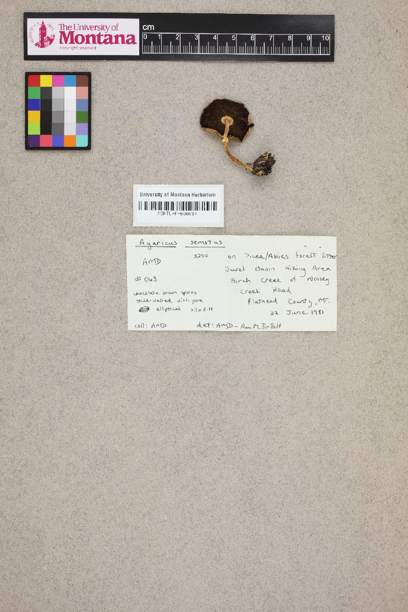 Agaricus semotus image