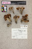 Agrocybe erebia image