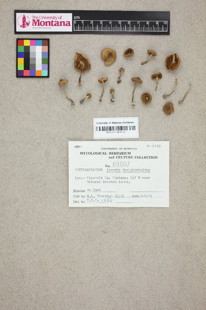 Inocybe decipientoides image