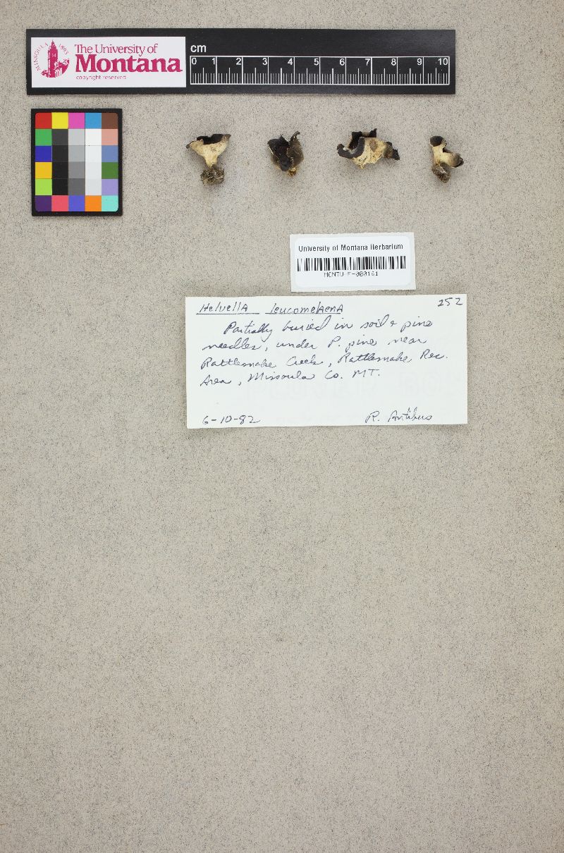 Dissingia leucomelaena image