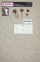Inocybe rimosa image