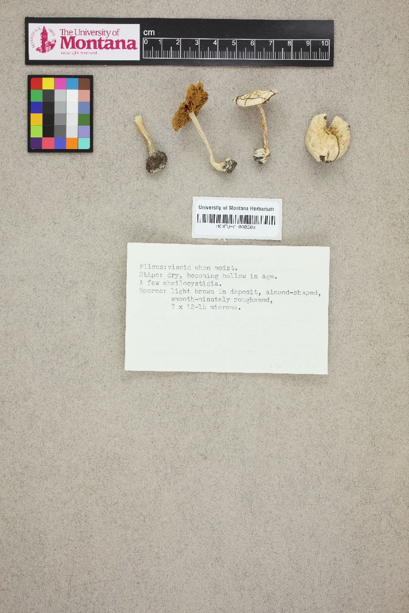 Hebeloma vatricosoides image