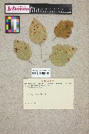 Gymnosporangium globosum image