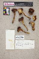 Suillus grevillei image
