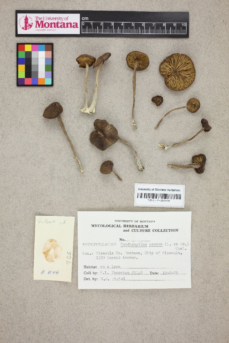 Entoloma pascuum image