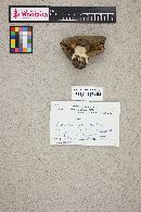 Russula cyanoxantha image