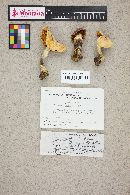 Cortinarius caperatus image