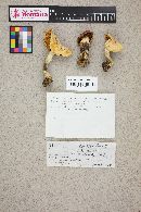 Cortinarius caperatus image