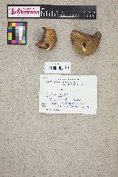 Polyporus picipes image