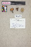 Polyporus leptocephalus image