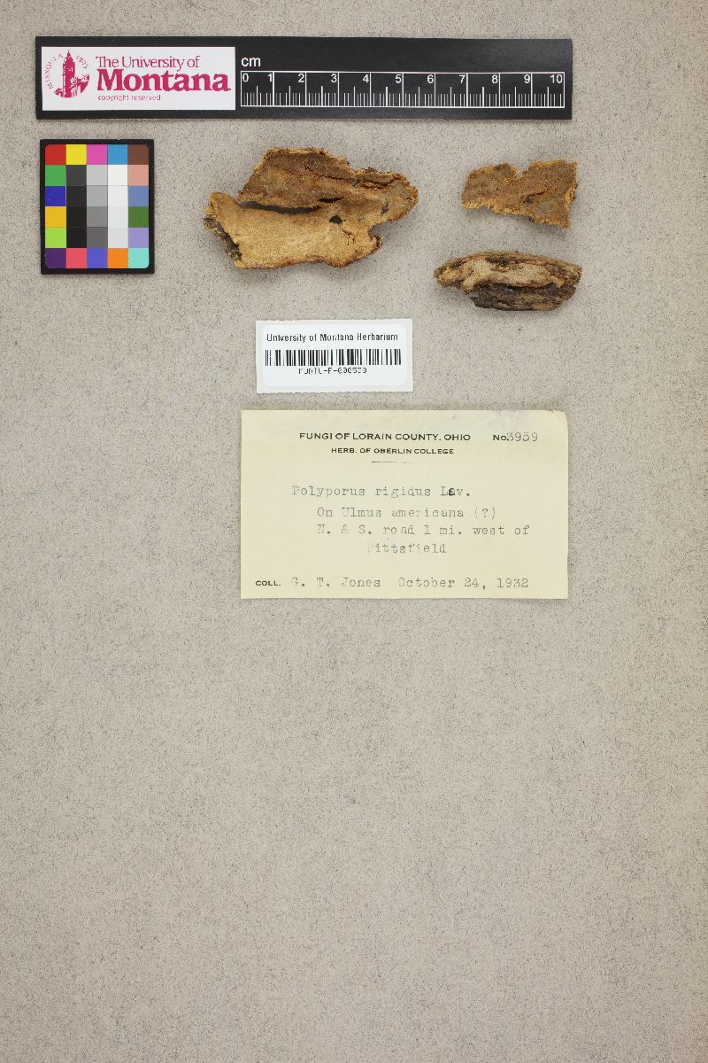 Polyporus rigidus image
