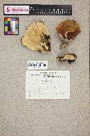 Polyporus picipes image