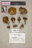 Suillus cavipes image