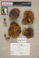 Suillus brevipes image