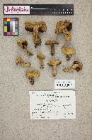 Suillus tomentosus image