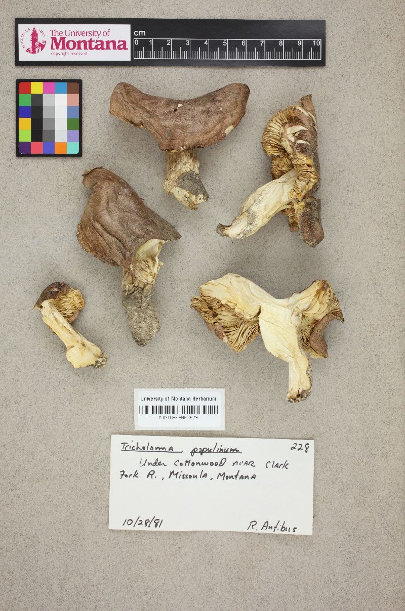 Tricholoma populinum image