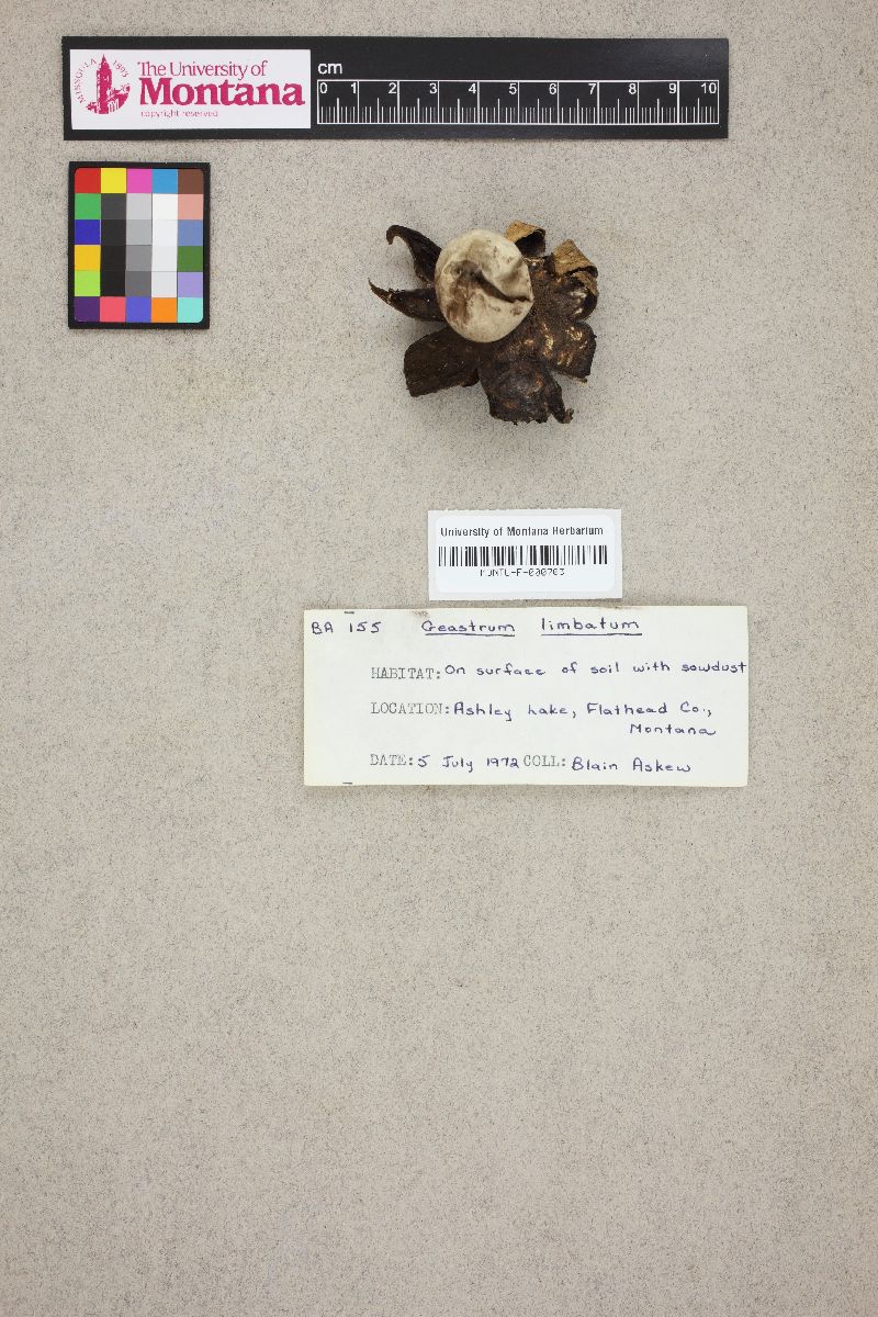 Geastrum limbatum image