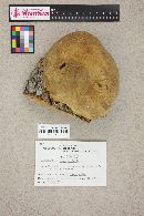 Phellinus igniarius image